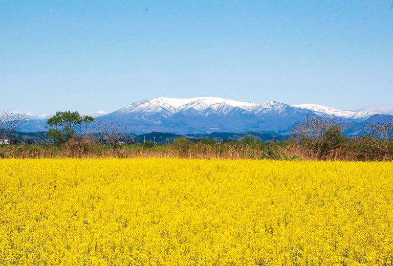 角田市 菜の花畑