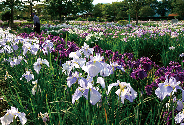 栗原市 山王史跡公園 あやめ園