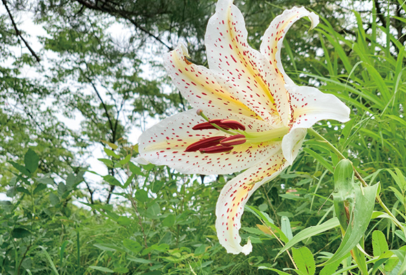 大衡村・大郷町 ヤマユリ