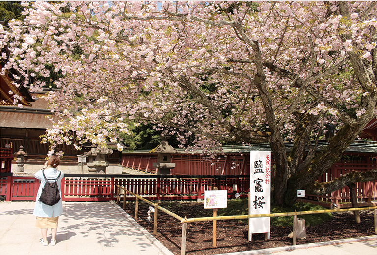 塩釜市 鹽竈神社の鹽竈桜