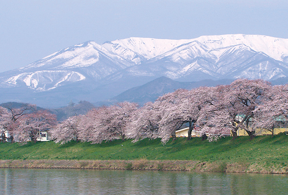 大河原町 柴田町 白石川堤一目千本桜