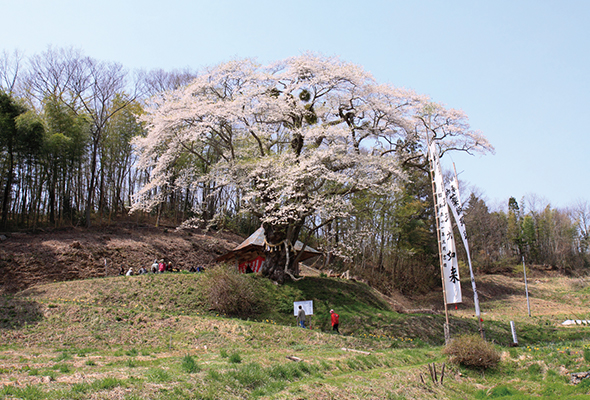 丸森町 ウバヒガン桜(親王桜)
