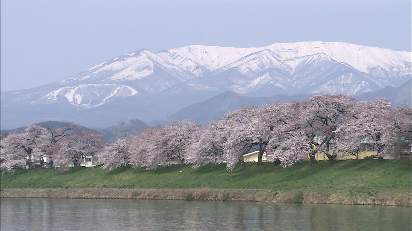 写真:一目千本桜