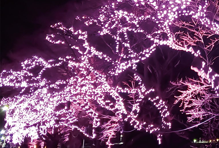 大河原町 おおがわら桜イルミネーション